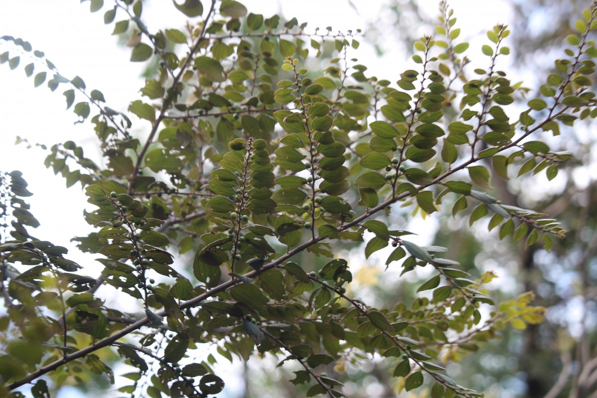 Ziziphus oenopolia (L.) Mill.